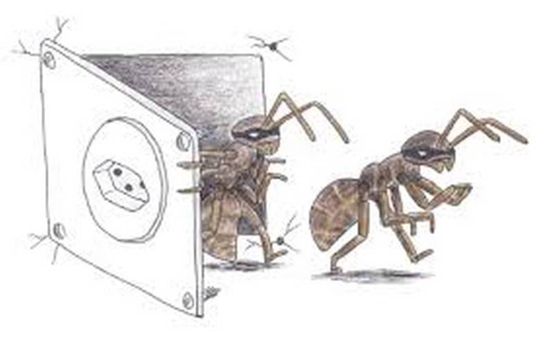 TAPINOMA MAGNUM : LES FOURMIS INVASIVES EN FRANCE